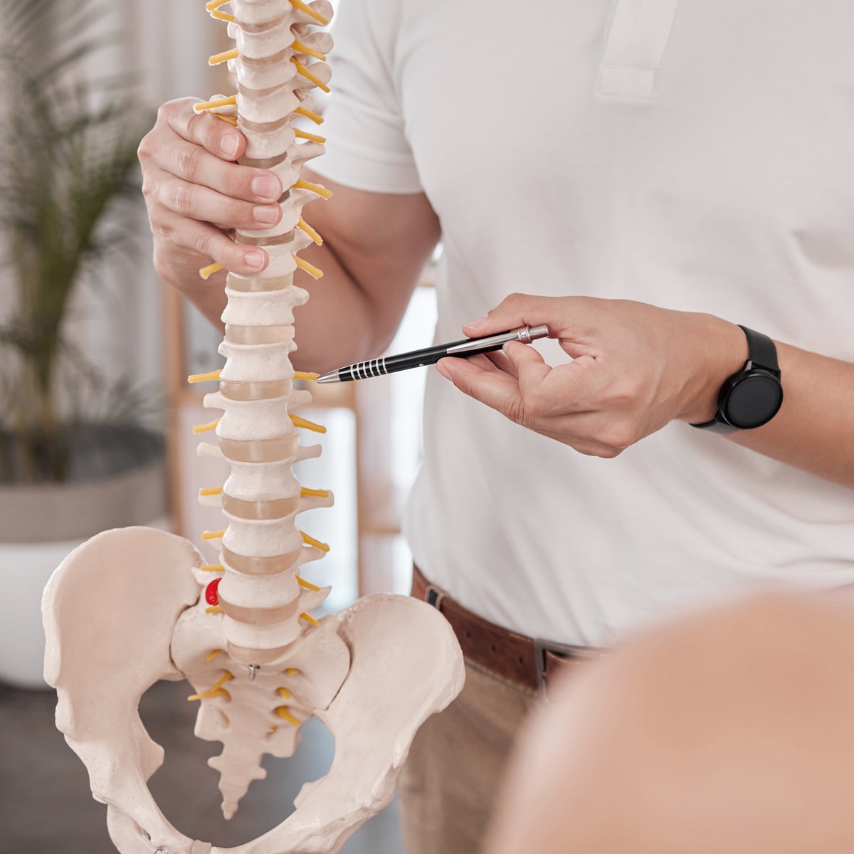 © Ortho Health Institut in München Im Ortho Health Institut in München hält eine Person in einem weißen Poloshirt ein menschliches Wirbelsäulenmodell und zeigt mit einem Stift darauf. Das Modell zeigt Wirbel und Beckenknochen vor einem unscharfen Hintergrund.
